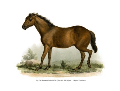 Horse by German School